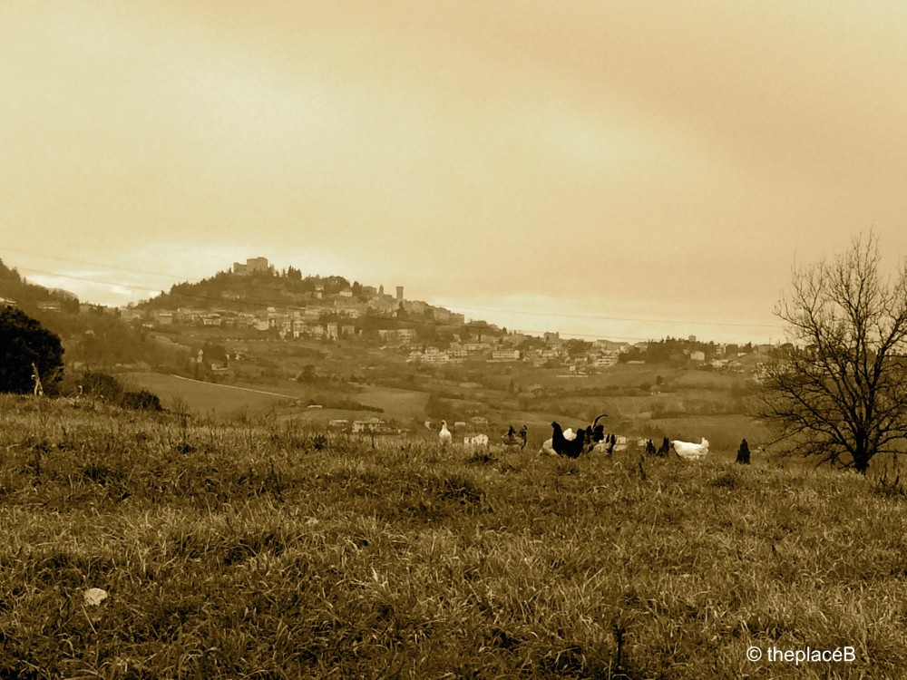Bertinoro landscape